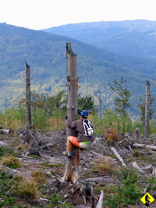 foto 086.jpg - Misie koala...